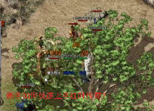 ������ο������ֺ�Ҷ���棿